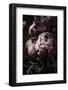 Flower 3-Incado-Framed Photographic Print