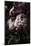 Flower 3-Incado-Mounted Photographic Print