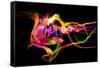 Flower a Lily & Night Neon Lights--Vladimir--Framed Stretched Canvas