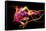 Flower a Lily & Night Neon Lights--Vladimir--Framed Stretched Canvas