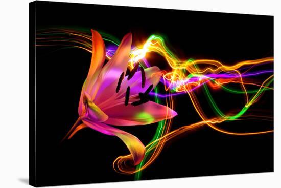 Flower a Lily & Night Neon Lights--Vladimir--Stretched Canvas