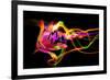 Flower a Lily & Night Neon Lights--Vladimir--Framed Photographic Print