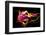 Flower a Lily & Night Neon Lights--Vladimir--Framed Photographic Print