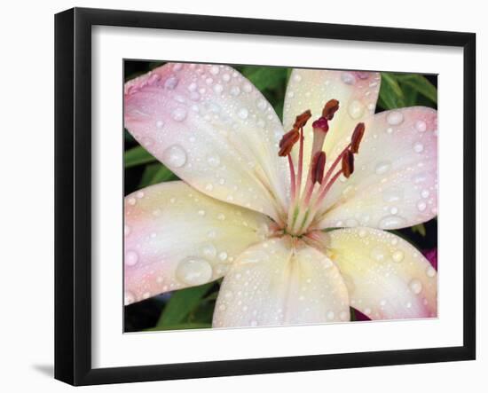 Flower after Rain I-Jim Christensen-Framed Photographic Print