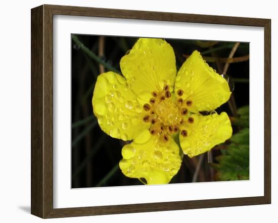 Flower after Rain III-Jim Christensen-Framed Photographic Print