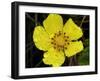 Flower after Rain III-Jim Christensen-Framed Photographic Print