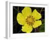 Flower after Rain III-Jim Christensen-Framed Photographic Print