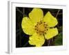 Flower after Rain III-Jim Christensen-Framed Photographic Print