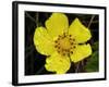 Flower after Rain III-Jim Christensen-Framed Photographic Print