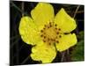 Flower after Rain III-Jim Christensen-Mounted Photographic Print