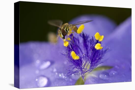 Flower and Bee-Gordon Semmens-Stretched Canvas