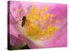 Flower and Bee-Gordon Semmens-Stretched Canvas