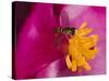 Flower and Bee-Gordon Semmens-Stretched Canvas