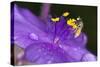 Flower and Bee-Gordon Semmens-Stretched Canvas