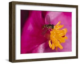 Flower and Bee-Gordon Semmens-Framed Photographic Print
