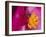 Flower and Bee-Gordon Semmens-Framed Photographic Print