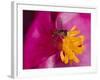 Flower and Bee-Gordon Semmens-Framed Photographic Print