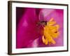 Flower and Bee-Gordon Semmens-Framed Photographic Print