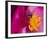 Flower and Bee-Gordon Semmens-Framed Photographic Print