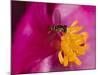 Flower and Bee-Gordon Semmens-Mounted Photographic Print