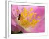 Flower and Bee-Gordon Semmens-Framed Photographic Print