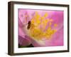 Flower and Bee-Gordon Semmens-Framed Photographic Print