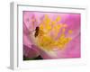 Flower and Bee-Gordon Semmens-Framed Photographic Print