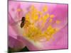 Flower and Bee-Gordon Semmens-Mounted Photographic Print