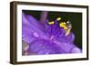 Flower and Bee-Gordon Semmens-Framed Photographic Print