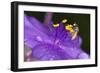 Flower and Bee-Gordon Semmens-Framed Photographic Print