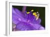 Flower and Bee-Gordon Semmens-Framed Photographic Print