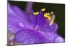 Flower and Bee-Gordon Semmens-Mounted Photographic Print