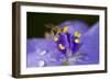 Flower and Bee-Gordon Semmens-Framed Photographic Print