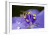 Flower and Bee-Gordon Semmens-Framed Photographic Print