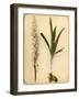 Flower and Bulb, 1870s-Pietro Guidi-Framed Giclee Print