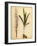 Flower and Bulb, 1870s-Pietro Guidi-Framed Giclee Print