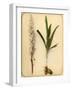 Flower and Bulb, 1870s-Pietro Guidi-Framed Giclee Print