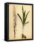 Flower and Bulb, 1870s-Pietro Guidi-Framed Stretched Canvas