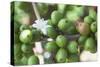 Flower and Coffee Cherries-Paul Souders-Stretched Canvas