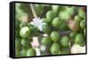 Flower and Coffee Cherries-Paul Souders-Framed Stretched Canvas