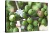 Flower and Coffee Cherries-Paul Souders-Stretched Canvas