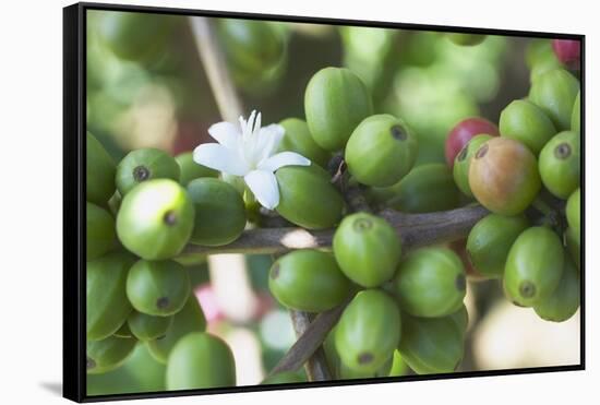 Flower and Coffee Cherries-Paul Souders-Framed Stretched Canvas