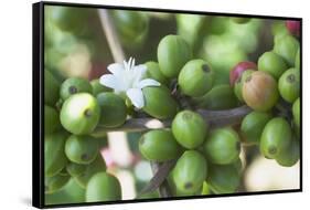 Flower and Coffee Cherries-Paul Souders-Framed Stretched Canvas