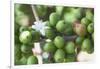 Flower and Coffee Cherries-Paul Souders-Framed Photographic Print