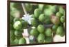 Flower and Coffee Cherries-Paul Souders-Framed Photographic Print