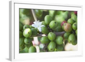 Flower and Coffee Cherries-Paul Souders-Framed Photographic Print