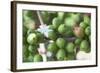 Flower and Coffee Cherries-Paul Souders-Framed Photographic Print