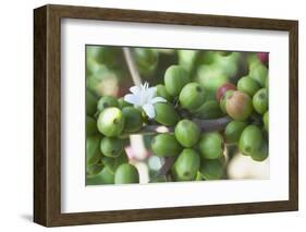 Flower and Coffee Cherries-Paul Souders-Framed Photographic Print