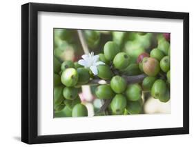 Flower and Coffee Cherries-Paul Souders-Framed Photographic Print