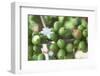 Flower and Coffee Cherries-Paul Souders-Framed Photographic Print